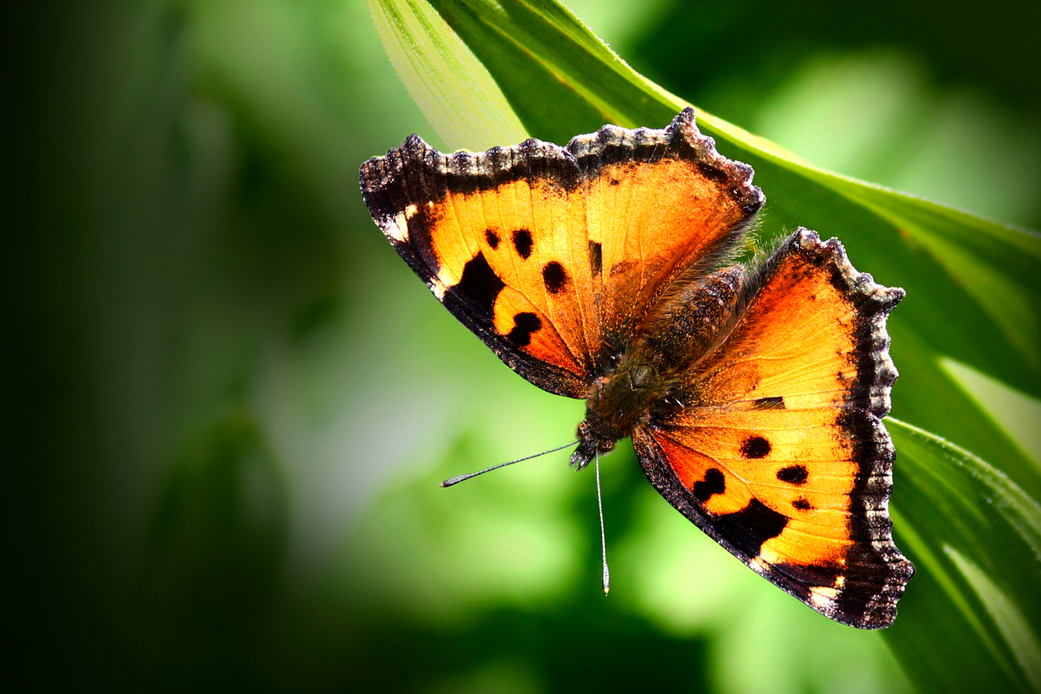 ‘Massive migratory flight of millions’: Rare butterfly swarm visits Tahoe, Lassen