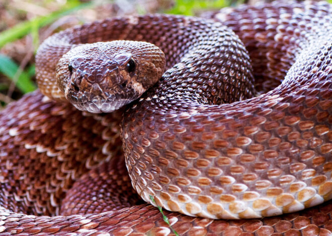 Man airlifted for rattlesnake bite amid high number of cases in Calif.