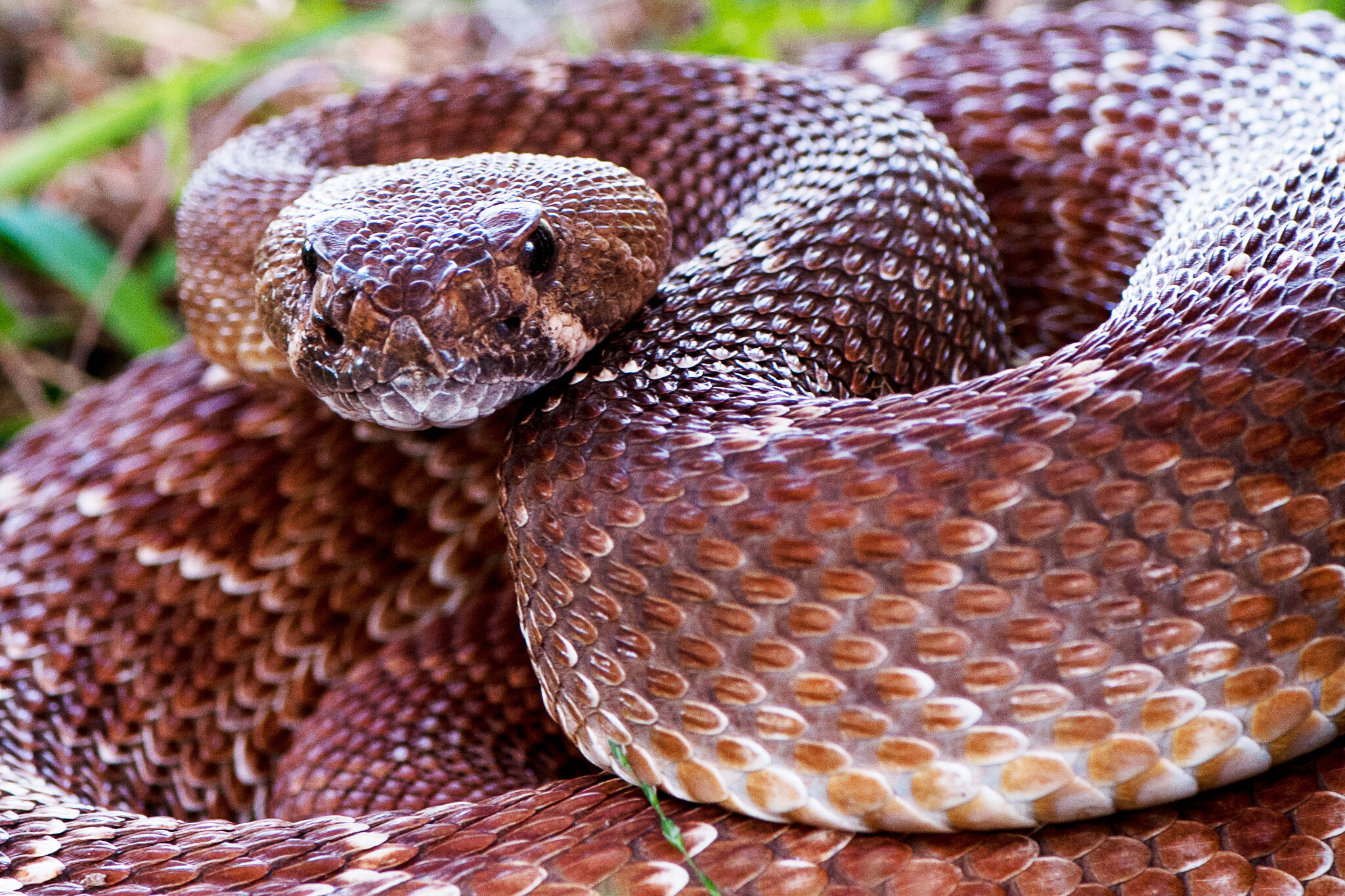 Man airlifted for rattlesnake bite amid high number of cases in Calif.