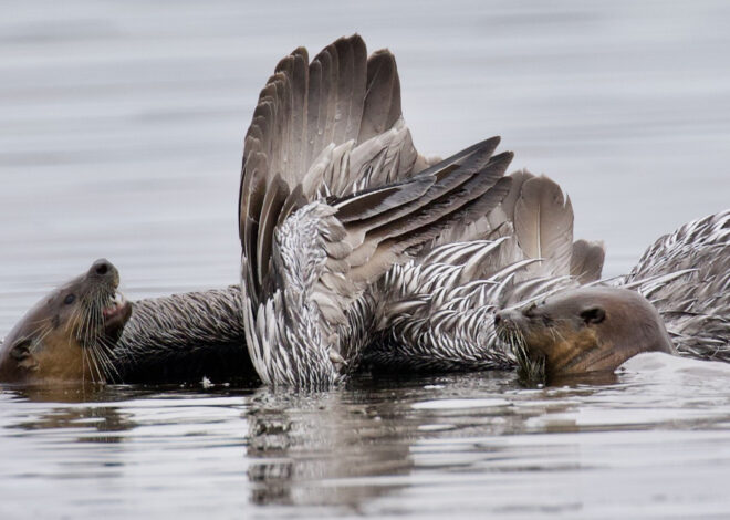 River otters are hunting and drowning pelicans in a Bay Area lagoon