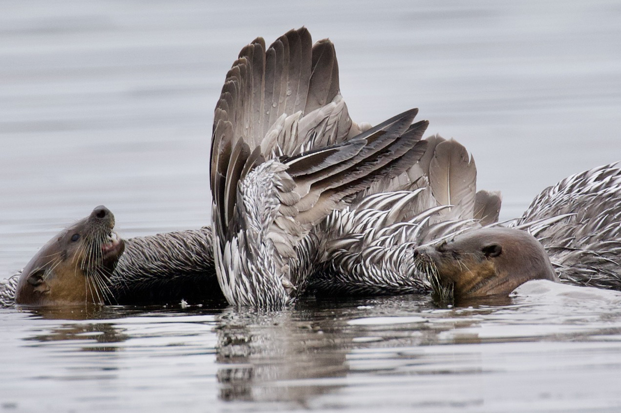 River otters are hunting and drowning pelicans in a Bay Area lagoon