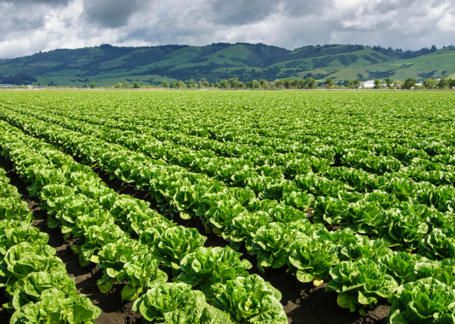 Calif. company still focus of cyclosporiasis outbreak investigation, FDA says