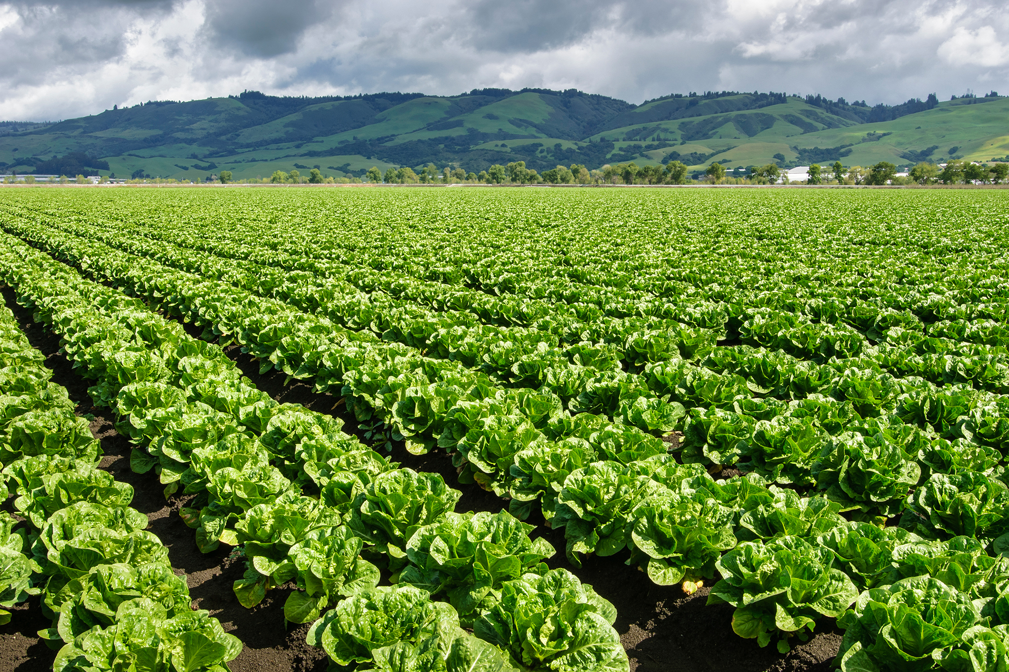 Calif. company still focus of cyclosporiasis outbreak investigation, FDA says