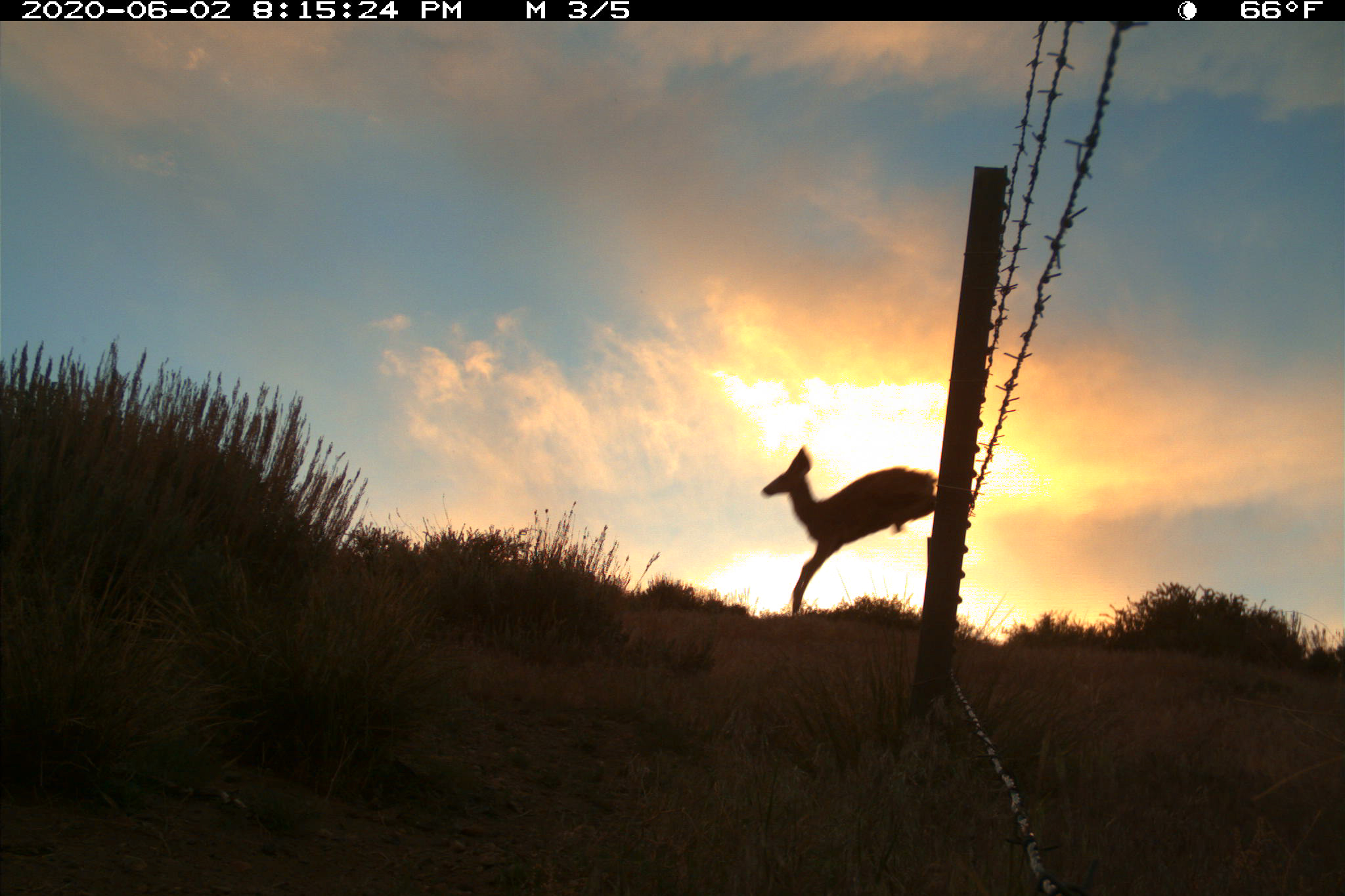 US 395 is a stunning mountain highway. It’s also one of the deadliest for Calif. wildlife.