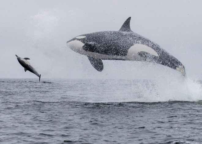 ‘Exceptional’: Monterey Bay captain captures airborne killer whales and dolphins