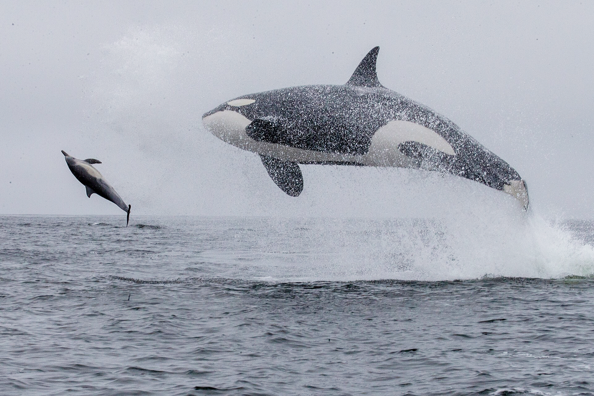 ‘Exceptional’: Monterey Bay captain captures airborne killer whales and dolphins