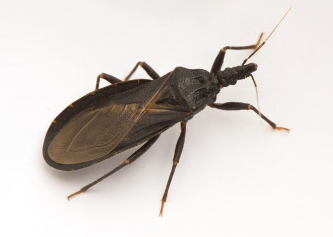 San Diego confirms first local Chagas infection. Expert says ‘be smart’