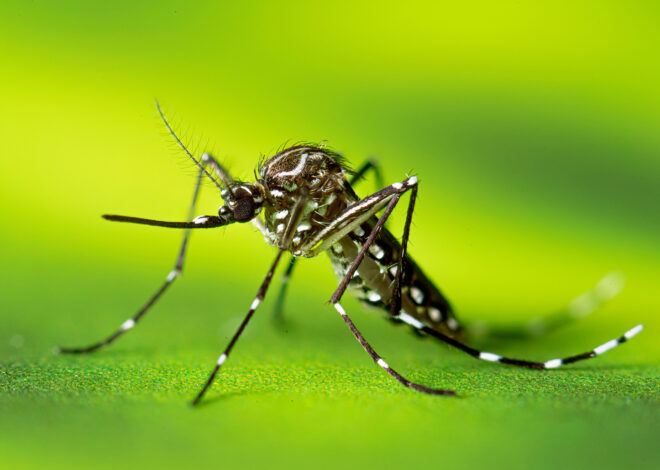 Invasive ‘yellow fever’ mosquito newly found in Castro Valley