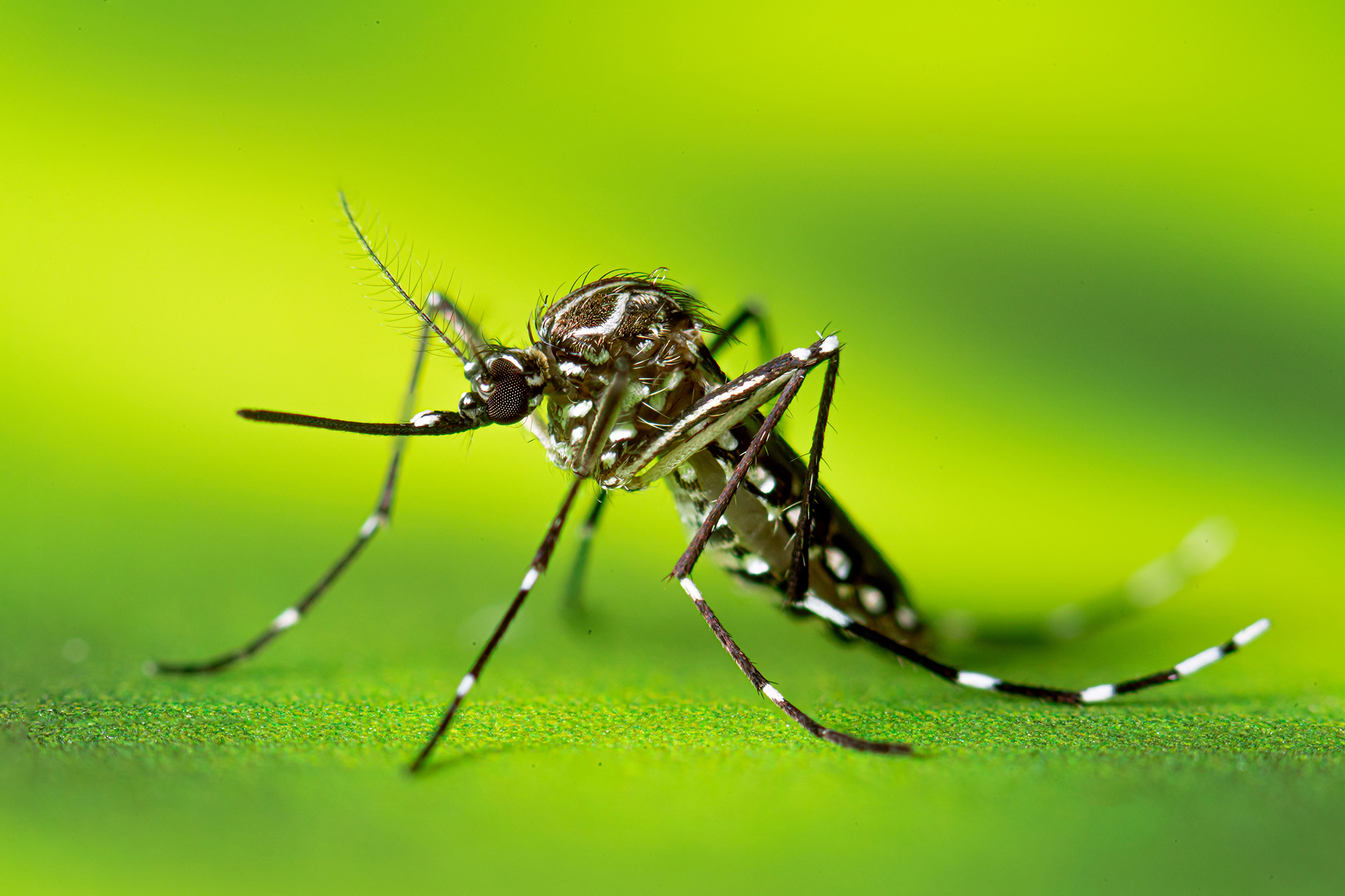 Invasive ‘yellow fever’ mosquito newly found in Castro Valley