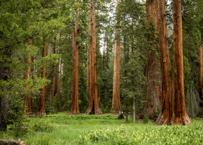 1 person dead near Sequoia National Park’s iconic General Sherman tree
