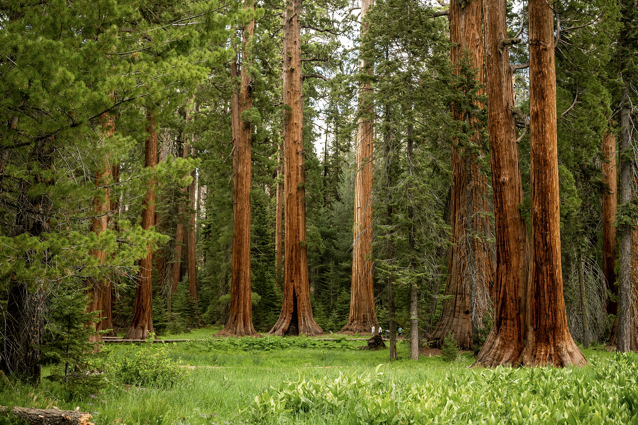 1 person dead near Sequoia National Park’s iconic General Sherman tree
