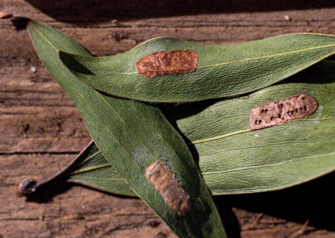 Calif. lawmakers ask for emergency funds after dangerous pest spotted at Costco