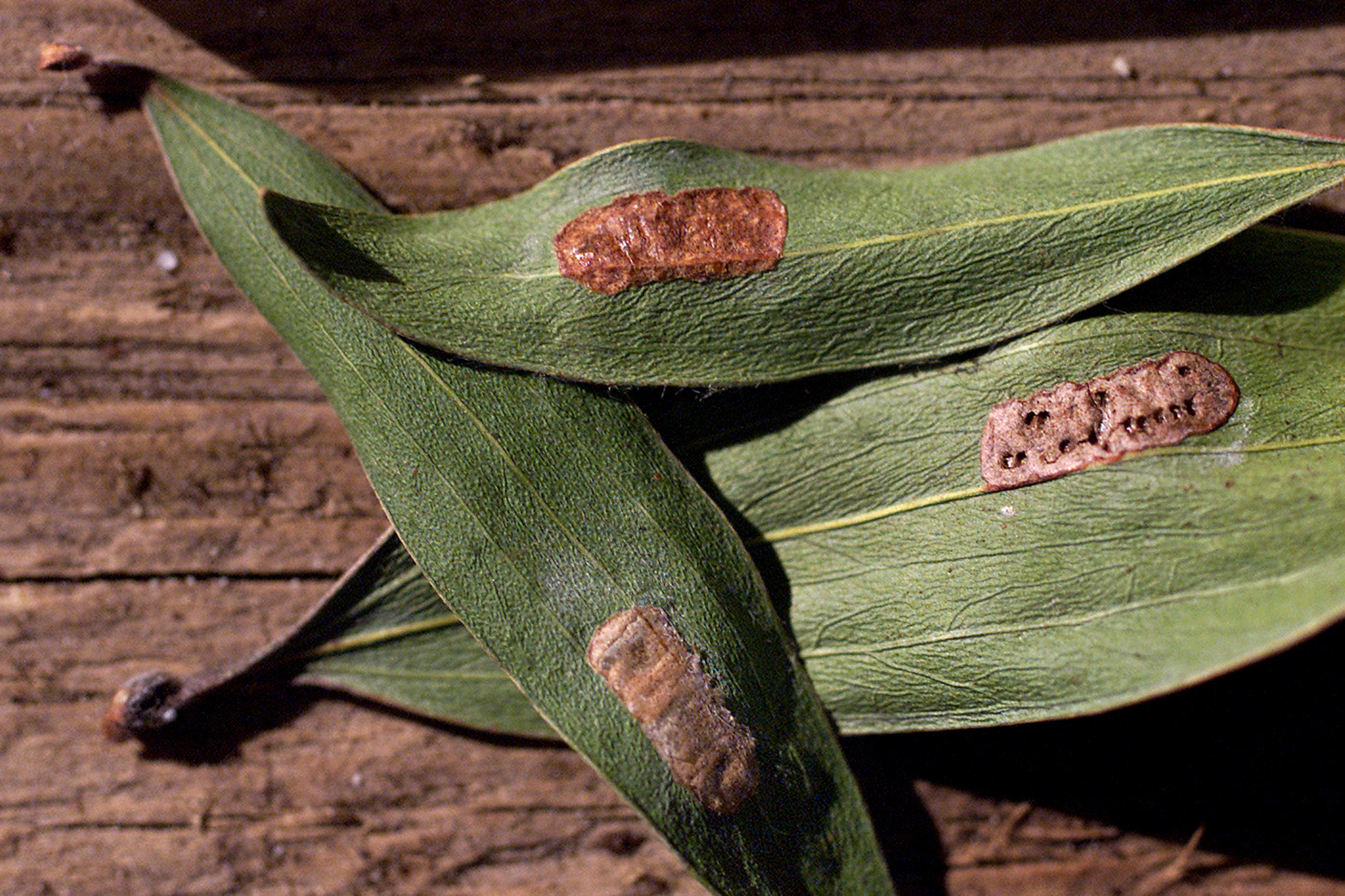 Calif. lawmakers ask for emergency funds after dangerous pest spotted at Costco