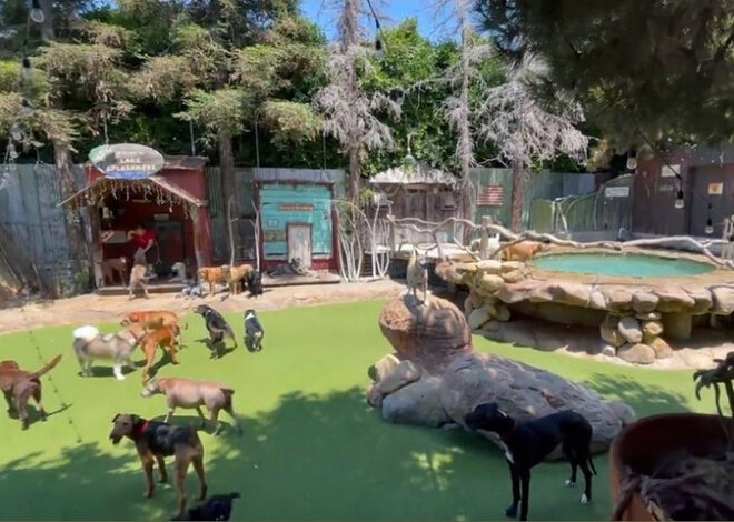 Santa Barbara dog daycare Camp Canine faces protests after deadly drowning