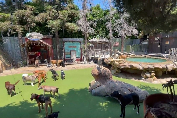 Santa Barbara dog daycare Camp Canine faces protests after deadly drowning