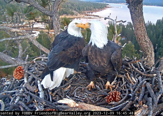 OpenAI co-founder revealed as giant donor behind Big Bear bald eagle land