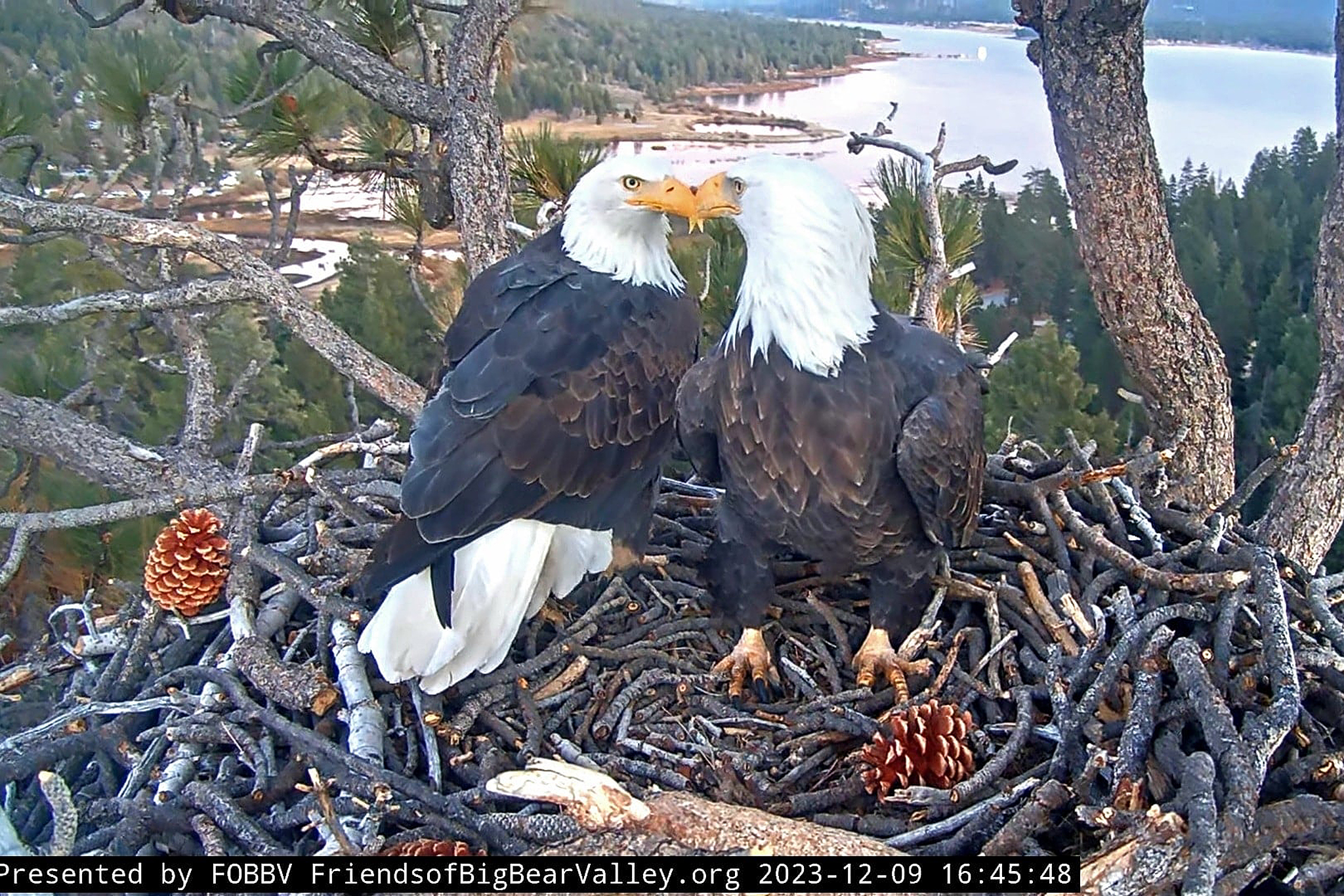 OpenAI co-founder revealed as giant donor behind Big Bear bald eagle land