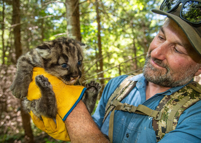 Successful California wildlife tunnel just the start for these struggling pumas