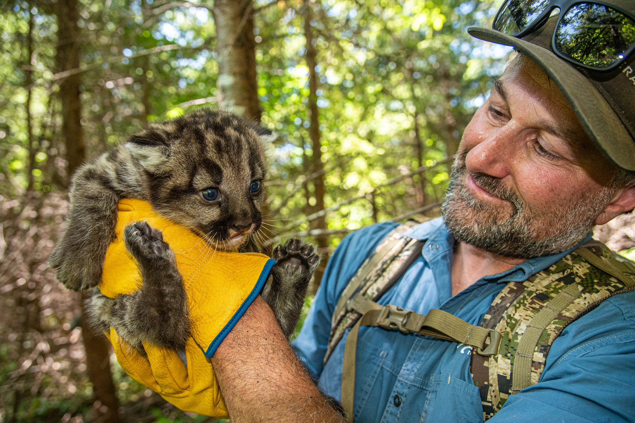 Successful California wildlife tunnel just the start for these struggling pumas