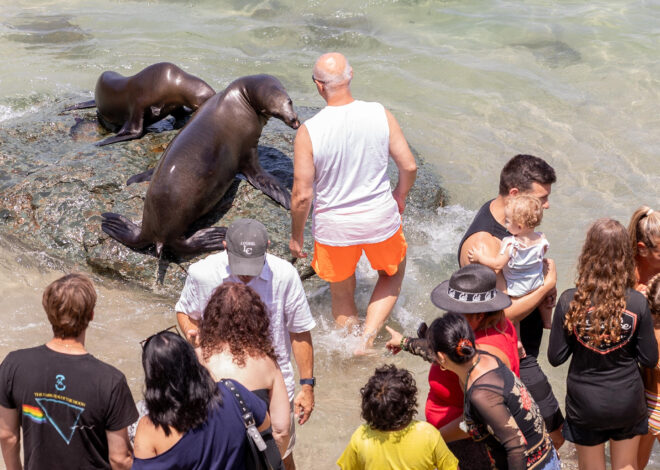 Tourists harassing sea lions at busy La Jolla beach