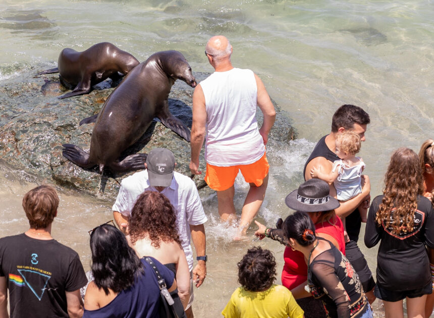 Tourists harassing sea lions at busy La Jolla beach