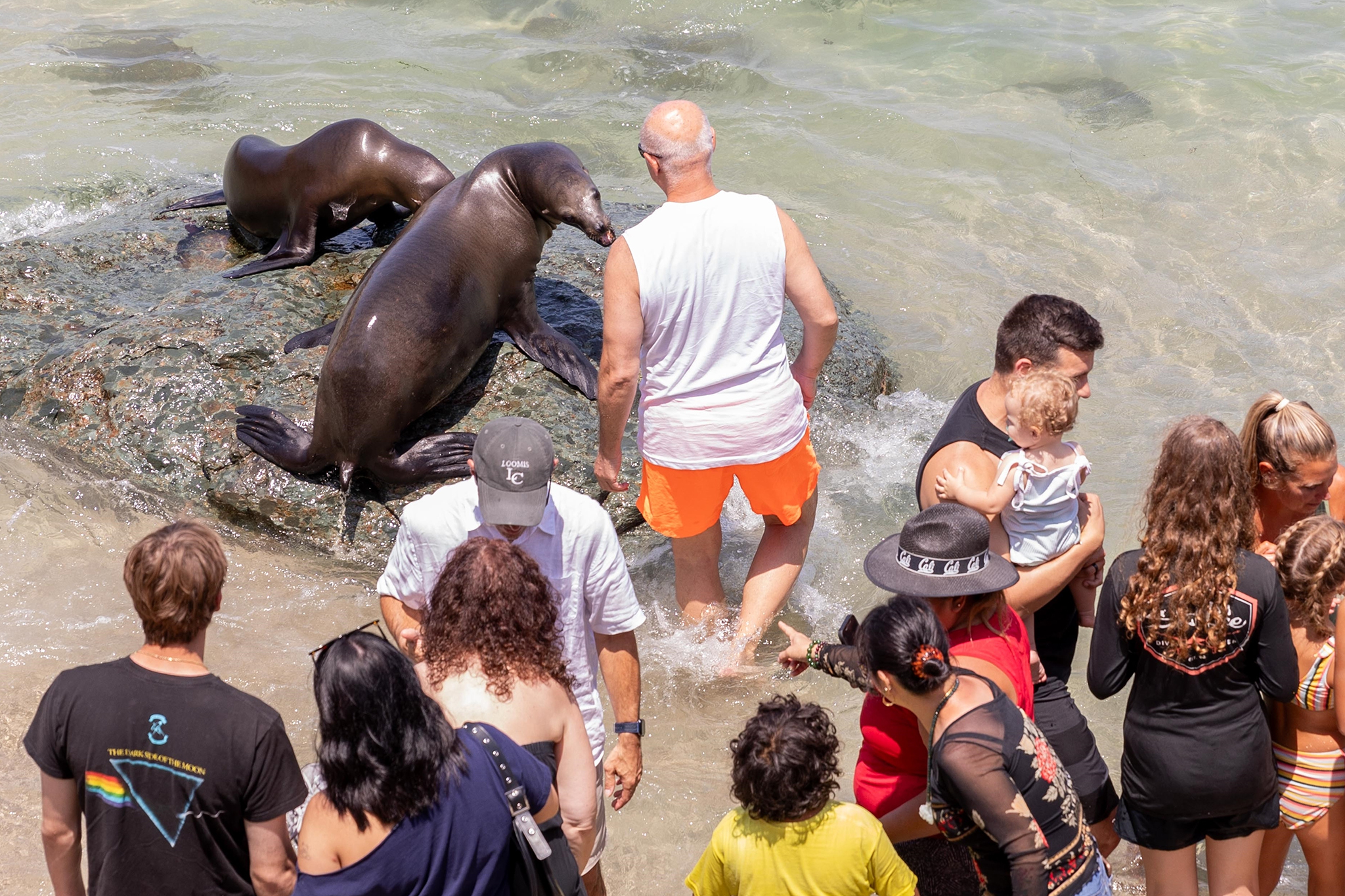 Tourists harassing sea lions at busy La Jolla beach