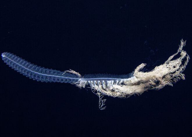New species discovered on expedition to Channel Islands National Park