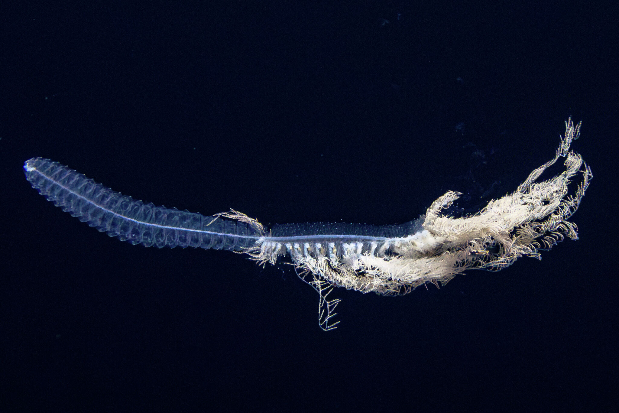 New species discovered on expedition to Channel Islands National Park