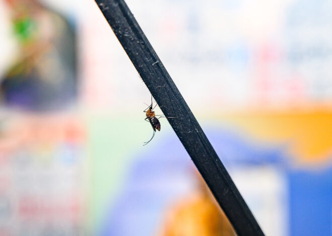SF infectious disease expert says it’s a ‘bad year’ for West Nile virus