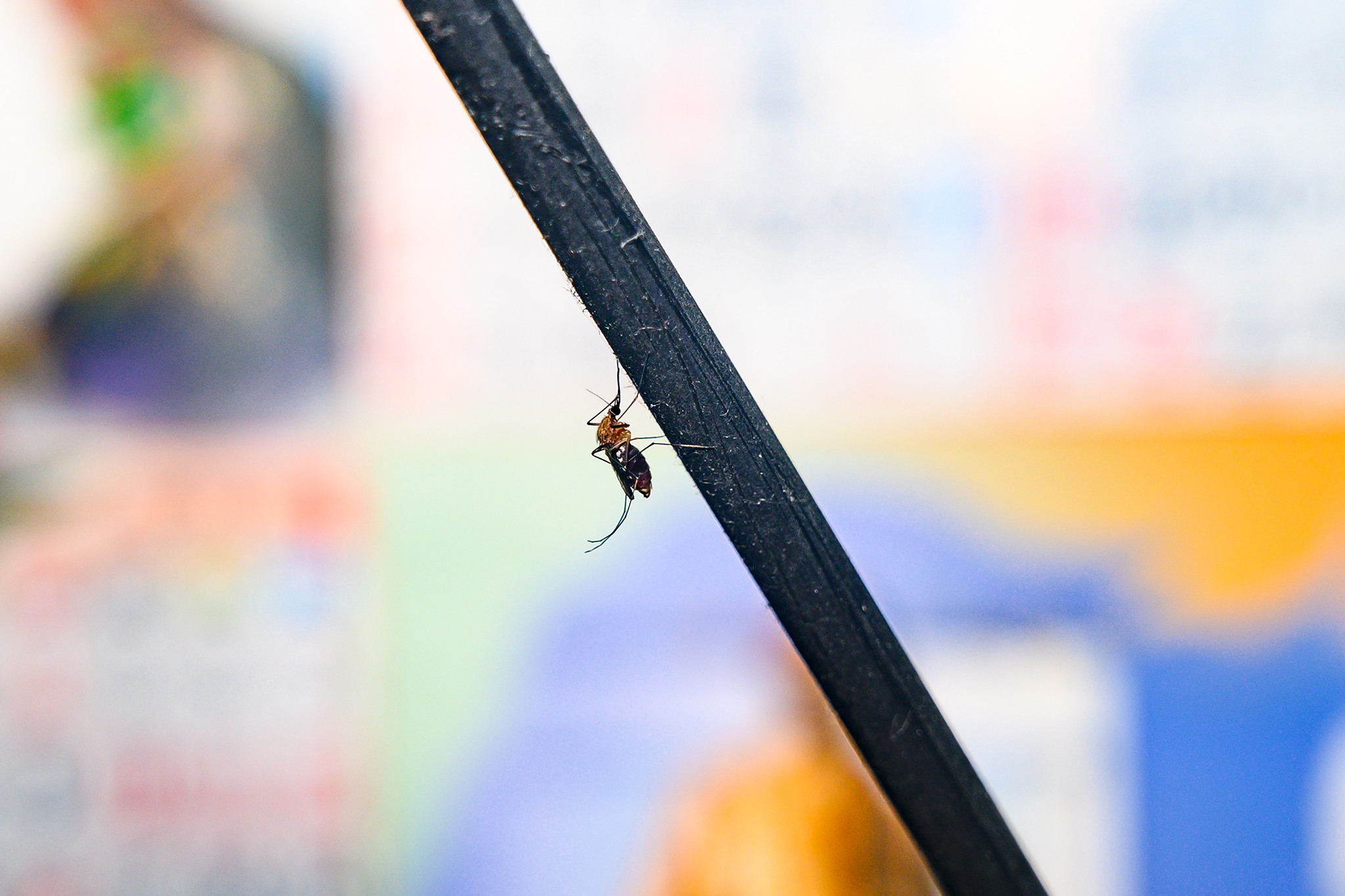 SF infectious disease expert says it’s a ‘bad year’ for West Nile virus