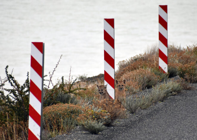 Mountain lions improve California road safety, new study finds