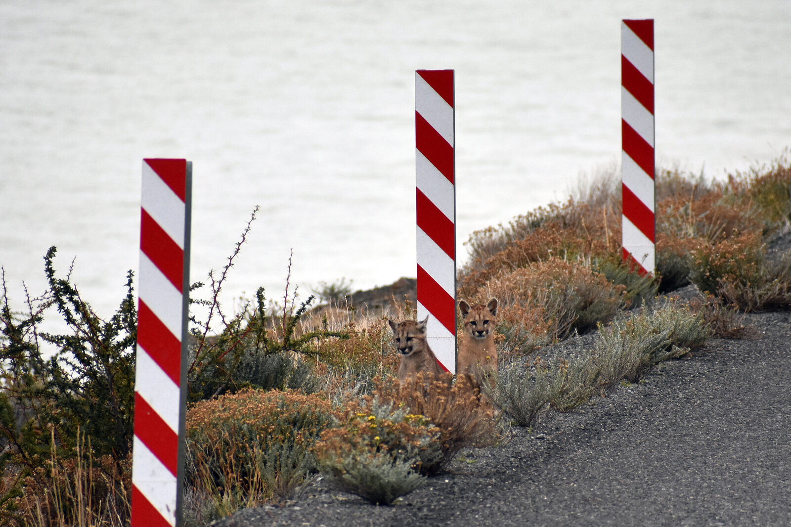 Mountain lions improve California road safety, new study finds