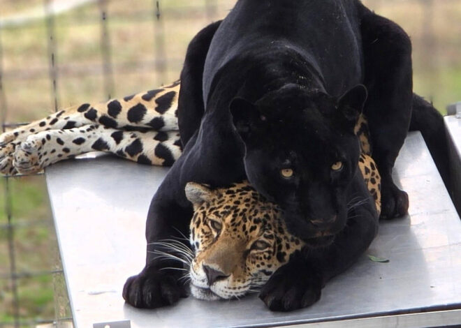 Jaguar dies from rattlesnake bite in first for California cat sanctuary