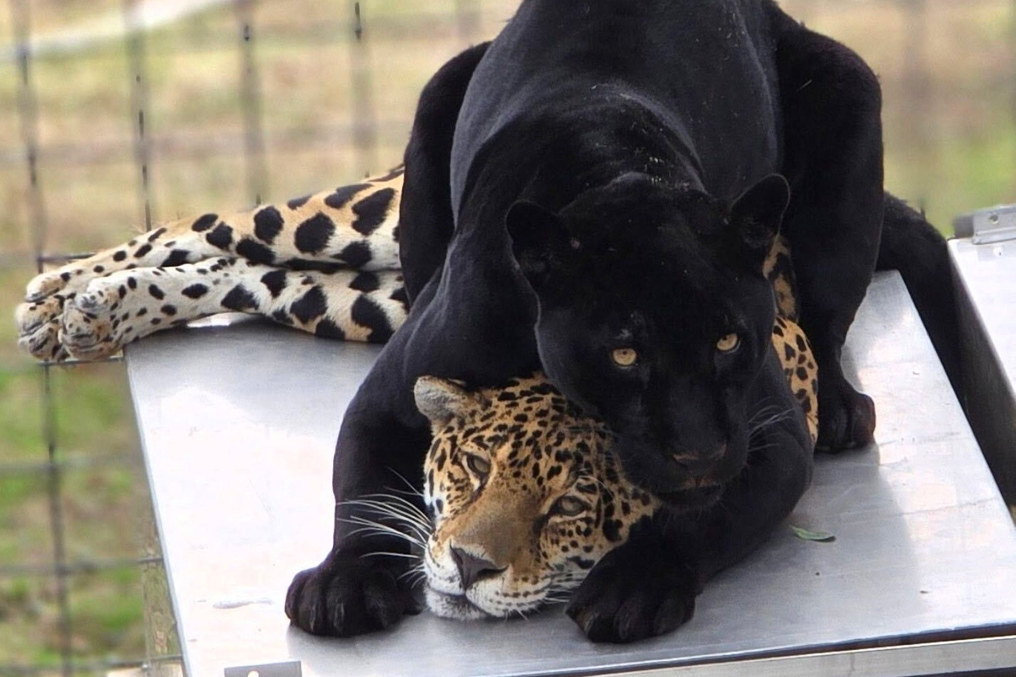 Jaguar dies from rattlesnake bite in first for California cat sanctuary