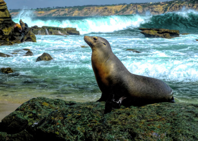 California officials consider closing La Jolla Cove over ongoing unruliness
