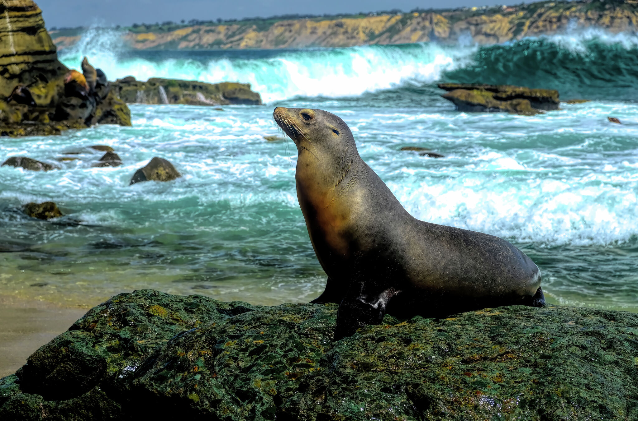 California officials consider closing La Jolla Cove over ongoing unruliness