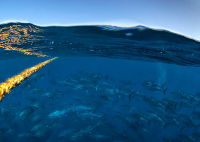 200-pound bluefin tuna all over Northern California? Experts explain.