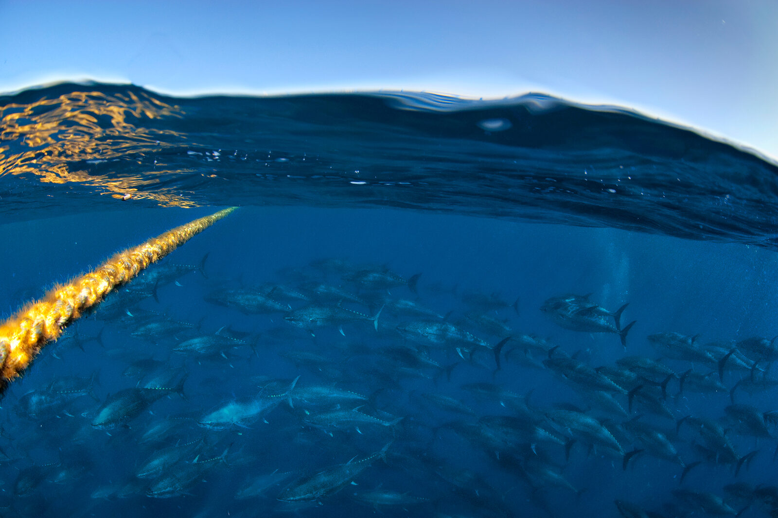 200-pound bluefin tuna all over Northern California? Experts explain.