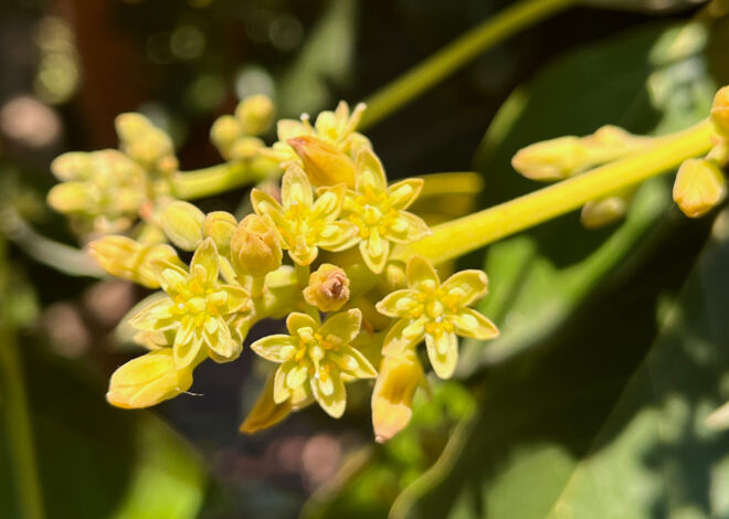 Groundbreaking discovery could remake California’s avocado breeding