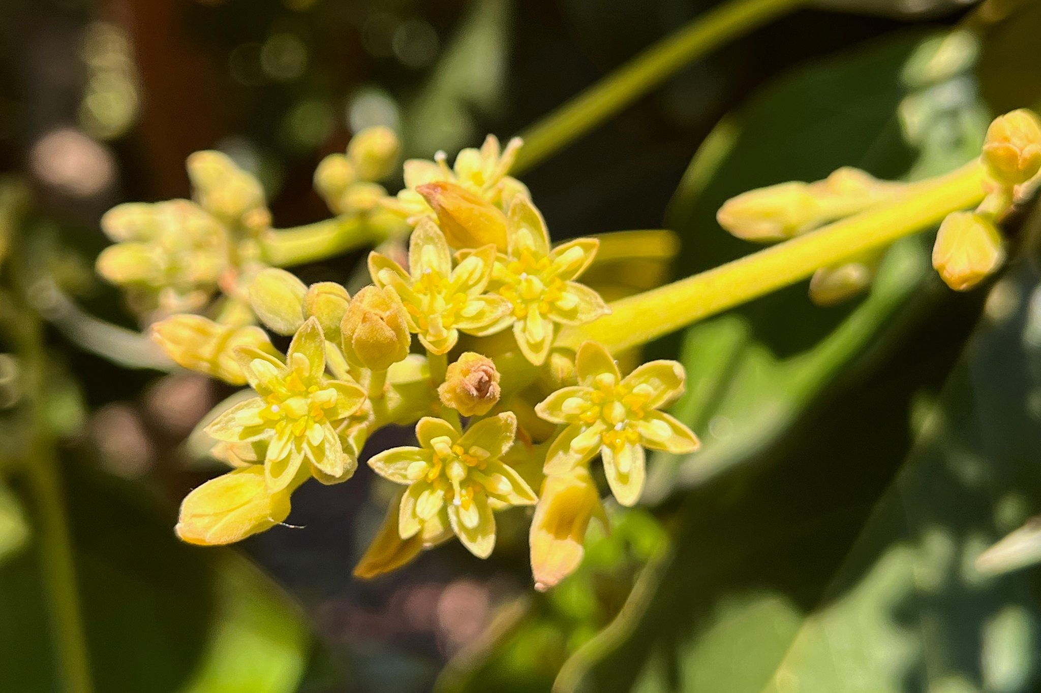 Groundbreaking discovery could remake California’s avocado breeding