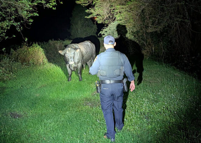 Officers spend hours chasing loose bull along Bay Area highway