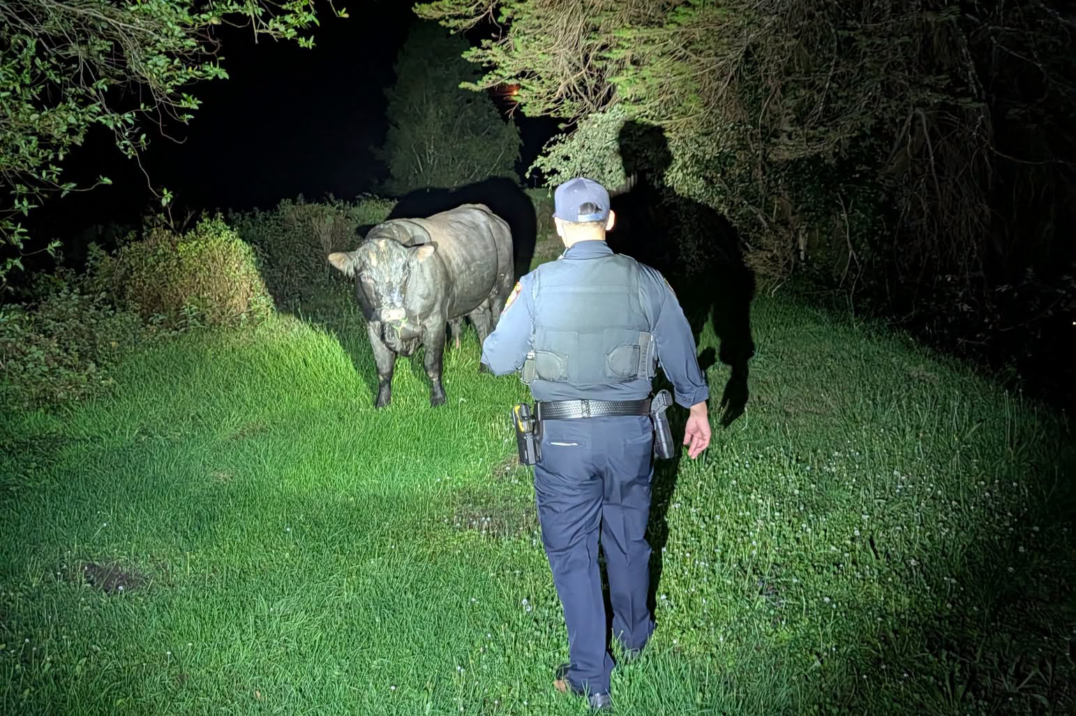 Officers spend hours chasing loose bull along Bay Area highway