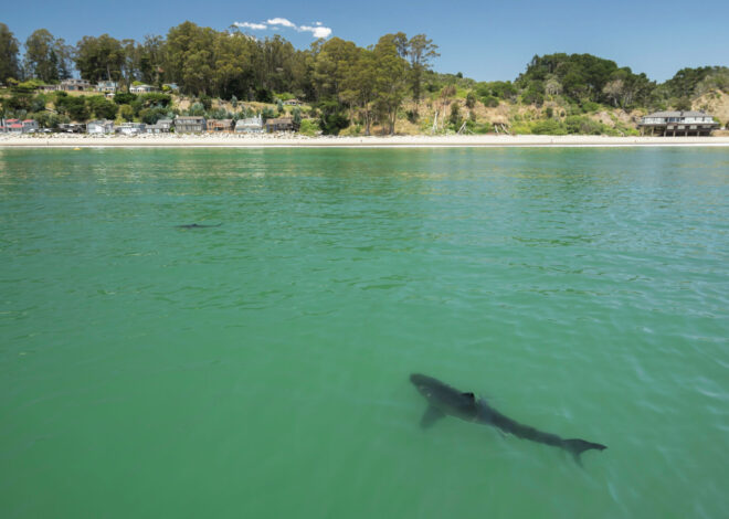Central Coast local captures more shark activity on camera than ever before