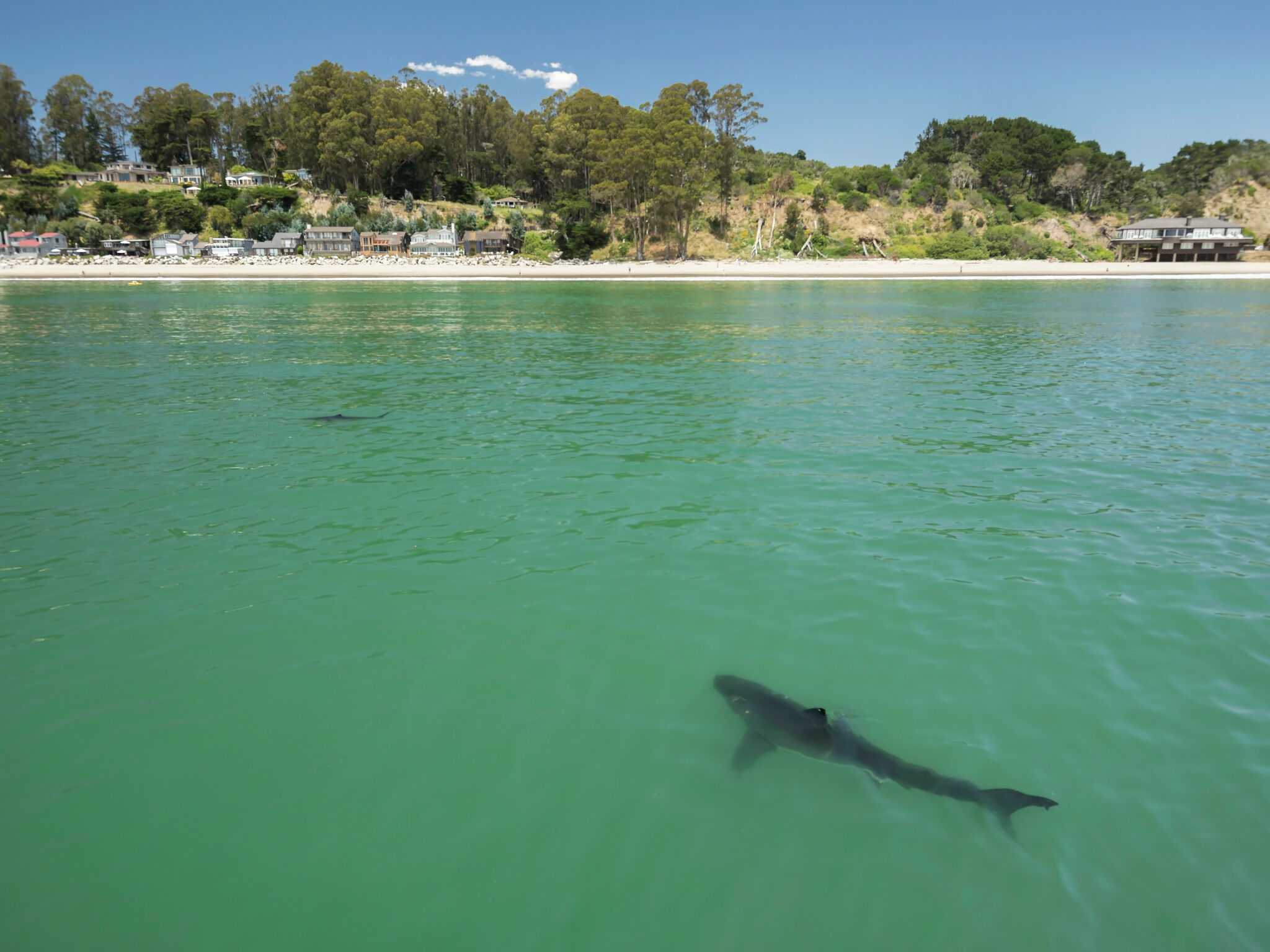Central Coast local captures more shark activity on camera than ever before