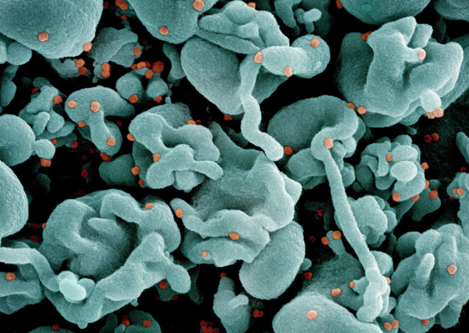 Mutated COVID-19 variant could be behind surge in SF virus levels