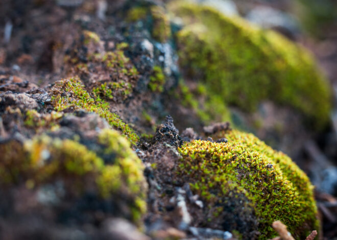 As the American West dries out, a secret savior emerges from the soil