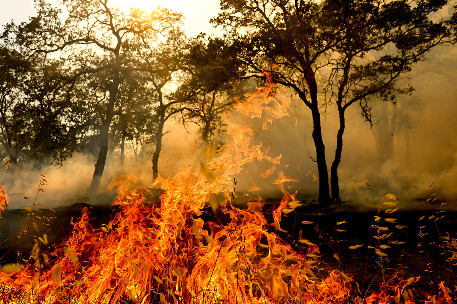 Gann Fire live updates: Fast-moving blaze threatens 919 homes