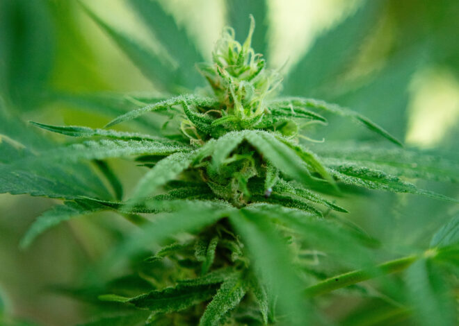 Canada surpasses California as largest cannabis market in the world
