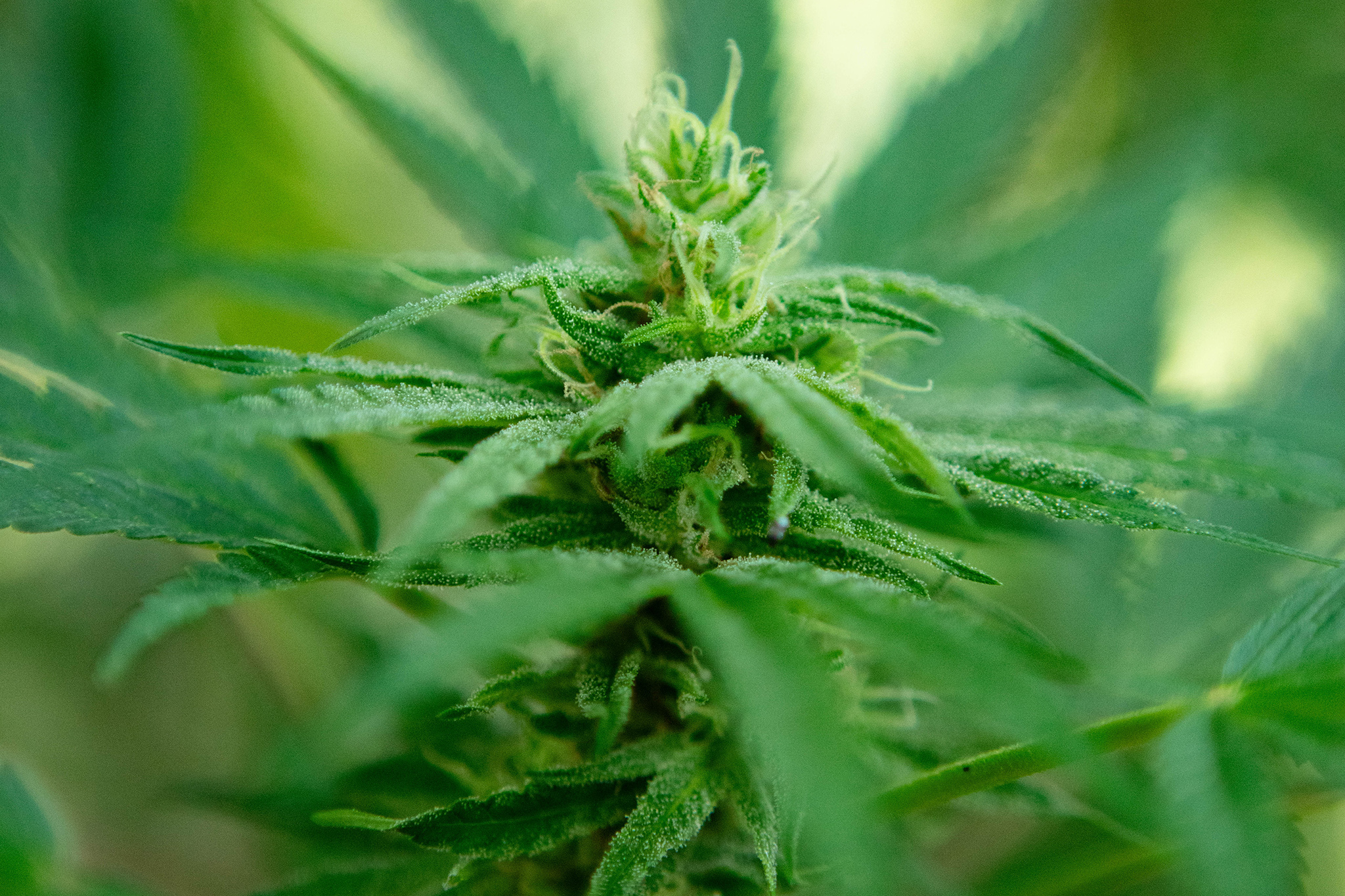 Canada surpasses California as largest cannabis market in the world