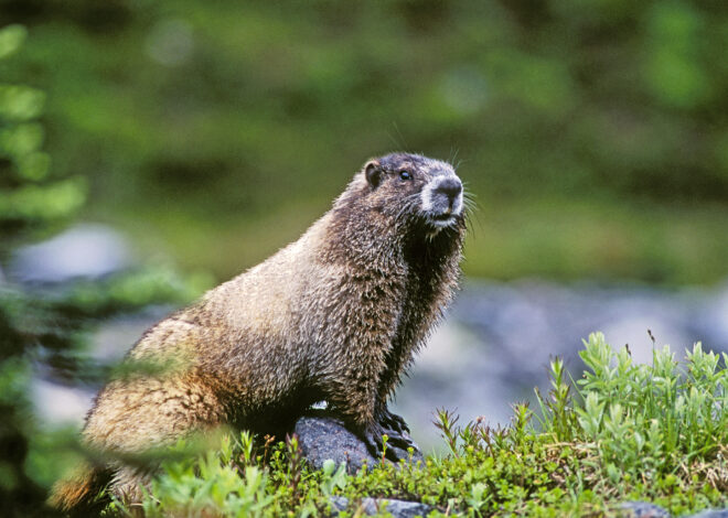 An influencer petted a Mount Rainier marmot. A national park ranger called his parents.